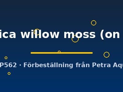 Fontinalis antipyretica willow moss on4x8wire