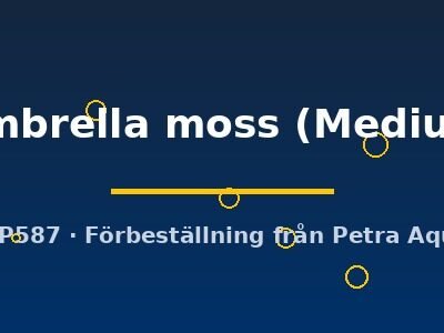 sp. Umbrella moss (Medium   8)