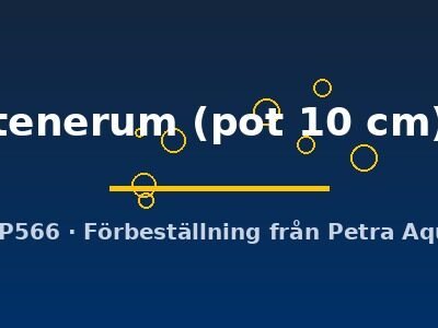 tenerum (pot 10 cm)