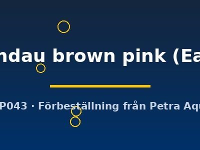 lamandau brown pink (Easy 8)