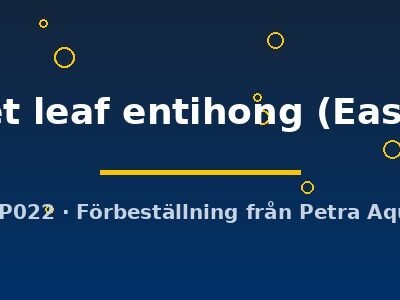 velvet leaf entihong (Easy   8)