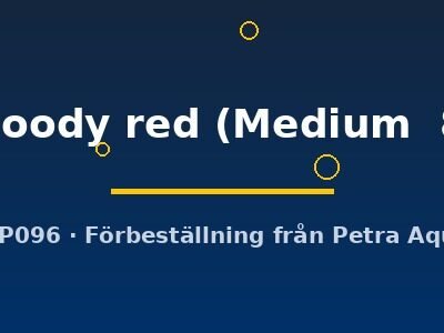 Homalomena bloody red Medium8