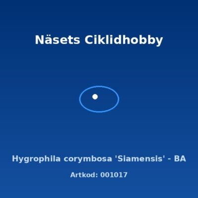 Hygrophila corymbosa 'Siamensis' - BA
