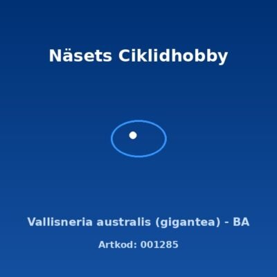 Vallisneria australis (gigantea) - BA