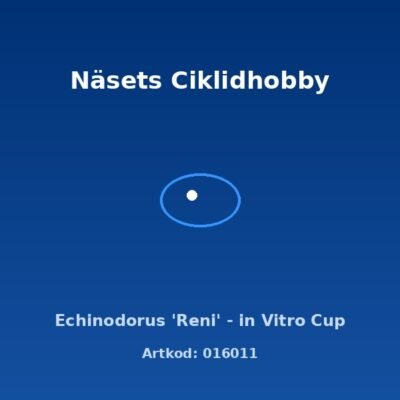 Echinodorus 'Reni' - in Vitro Cup
