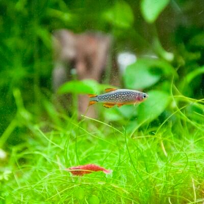Helanthium tenellum - In Vitro Cup