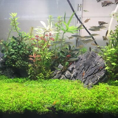 Hemianthus callitrichoides 'Cuba' - In Vitro Cup