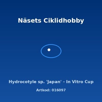Hydrocotyle sp. 'Japan' - In Vitro Cup