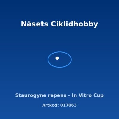 Staurogyne repens - In Vitro Cup
