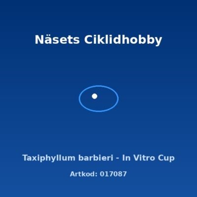 Taxiphyllum barbieri - In Vitro Cup