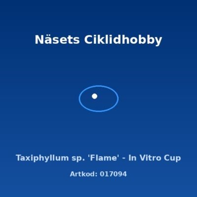 Taxiphyllum sp. 'Flame' - In Vitro Cup