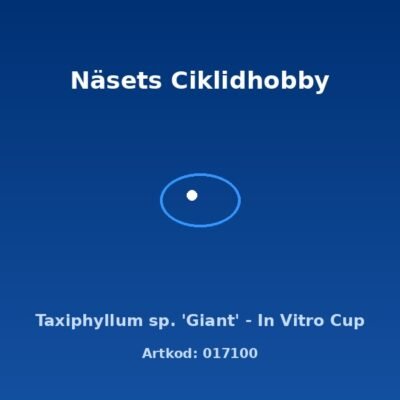 Taxiphyllum sp. 'Giant' - In Vitro Cup