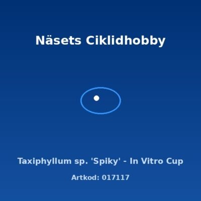 Taxiphyllum sp. 'Spiky' - In Vitro Cup