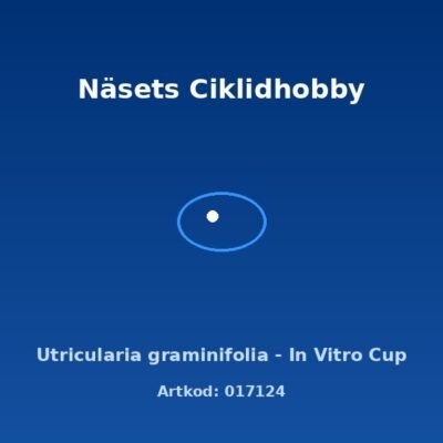 Utricularia graminifolia - In Vitro Cup