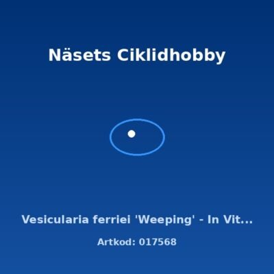 Vesicularia ferriei 'Weeping' - In Vitro Cup