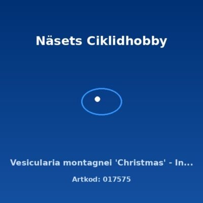 Vesicularia montagnei 'Christmas' - In Vitro Cup