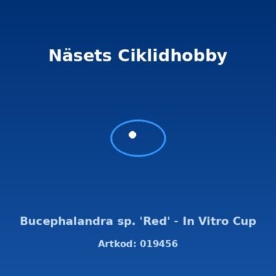 Bucephalandra sp. 'Red' - In Vitro Cup