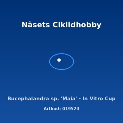 Bucephalandra sp. 'Maia' - In Vitro Cup