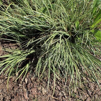 Acorus gramineus - PT