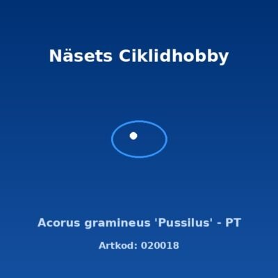 Acorus gramineus 'Pussilus' - PT