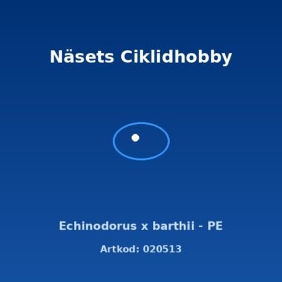 Echinodorus x barthii - PE