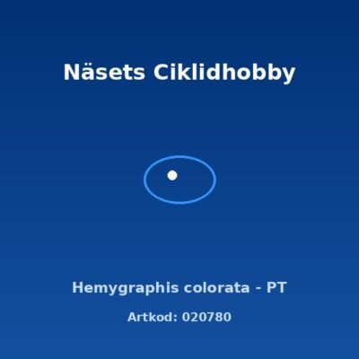 Hemygraphis colorata - PT