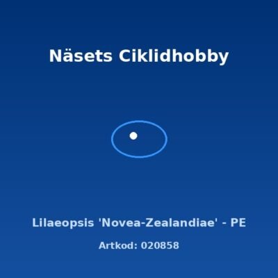 Lilaeopsis 'Novea-Zealandiae' - PE
