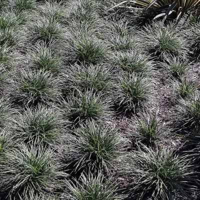Ophiopogon japonica 'Pussilus' - PT
