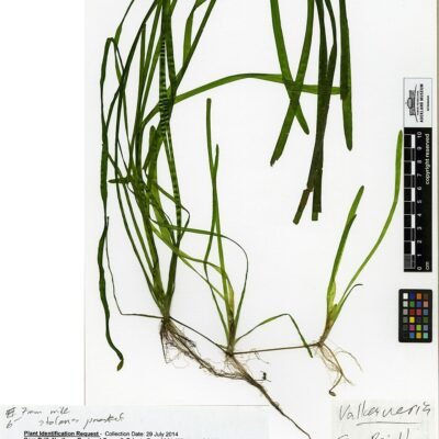 Vallisneria australis (gigantea) - PS