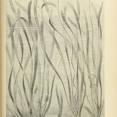 Vallisneria spiralis - PS