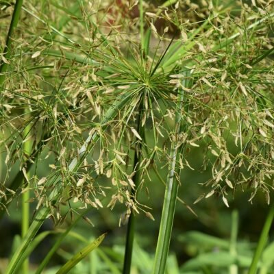 Cyperus helferi - PE