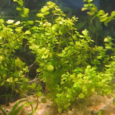 Micranthemum umbrosum - PE