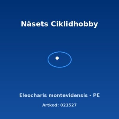 Eleocharis montevidensis - PE