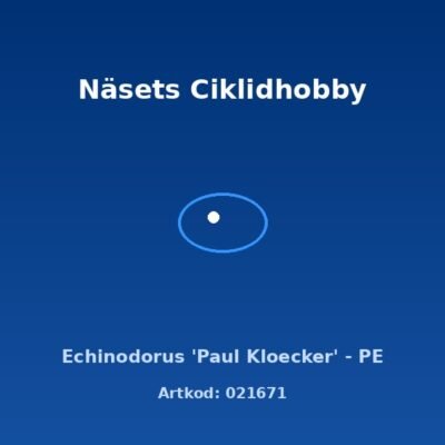 Echinodorus 'Paul Kloecker' - PE