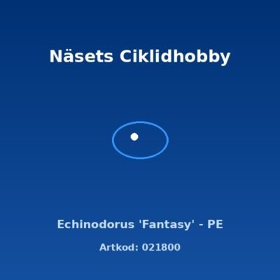 Echinodorus 'Fantasy' - PE