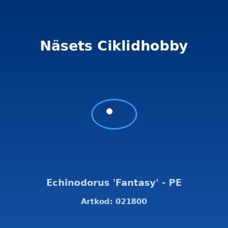 prod-021800 Echinodorus 'Fantasy' - PE