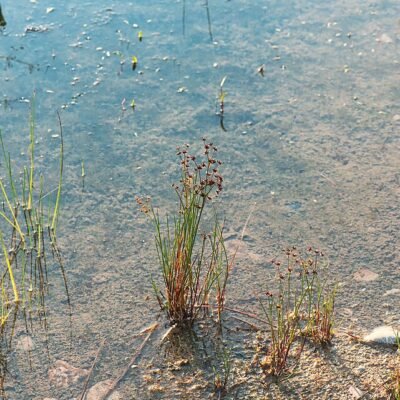 Juncus repens - PE