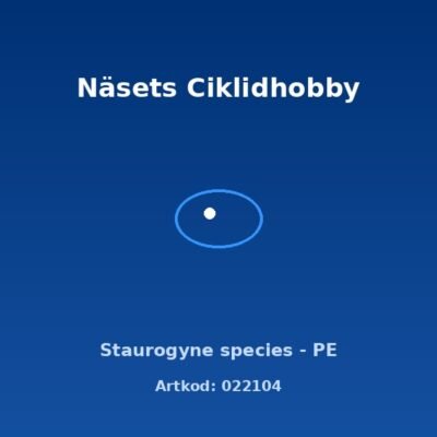 Staurogyne species - PE