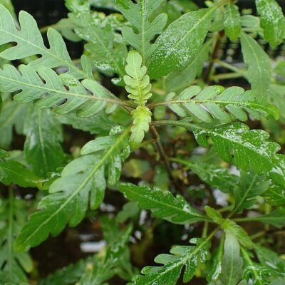 Hygrophila pinnatifida - PE