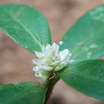 Alternanthera sessilis - PE