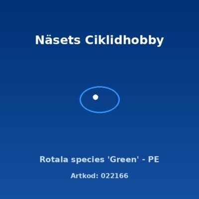 Rotala species 'Green' - PE