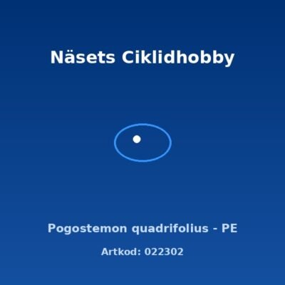 Pogostemon quadrifolius - PE