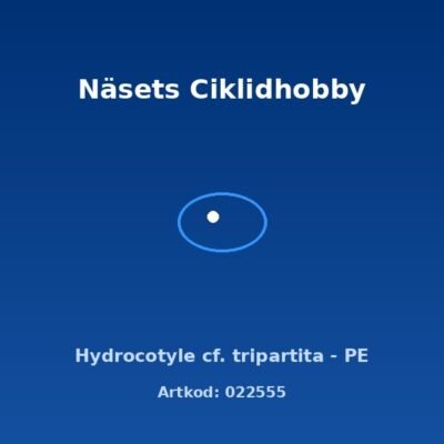 Hydrocotyle cf. tripartita - PE
