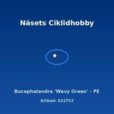 Bucephalandra 'Wavy Green' - PE