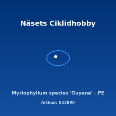 Myriophyllum species 'Guyana' - PE