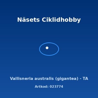 Vallisneria australis (gigantea) - TA