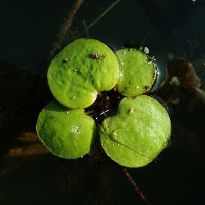 Limnobium spongia - LF