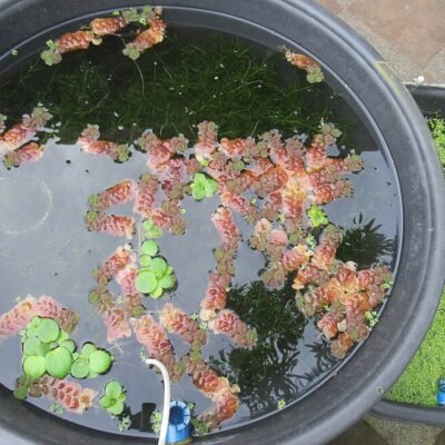 Phyllanthus fluitans - LF