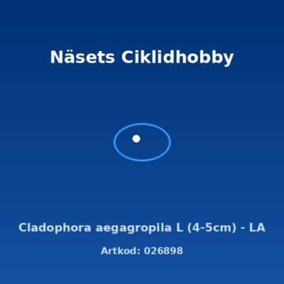 Cladophora aegagropila L (4-5cm) - LA
