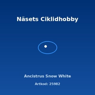 Ancistrus Snow White